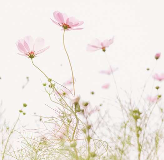 pink flowers